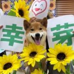 セラピードッグのいる老人ホーム | 幸芽🌱